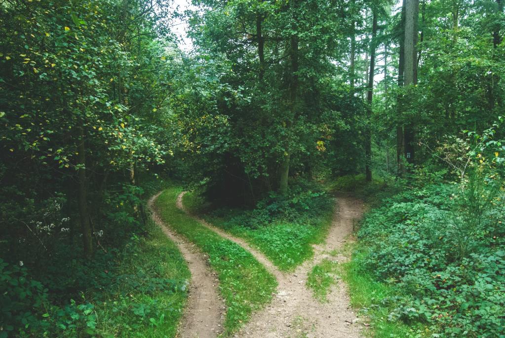 A dirt path diverging into two in a leafy green forest.